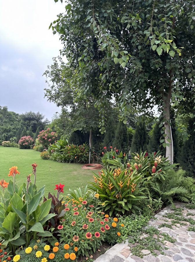 Lawn & borders — Canna, gerbera and seasonal colour along a stone edge